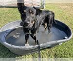 Small German Shepherd Dog Mix