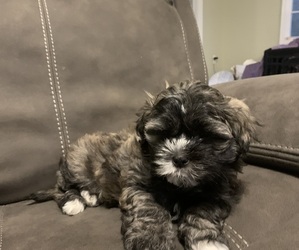 Maltese-Unknown Mix Puppy for sale in HAMPSTEAD, NC, USA
