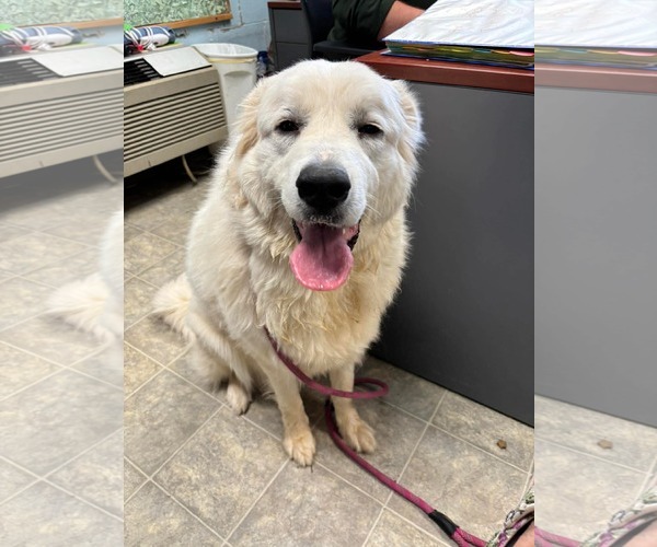Medium Photo #1 Great Pyrenees Puppy For Sale in Rustburg, VA, USA