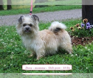 Mother of the ShihPoo puppies born on 08/08/2025