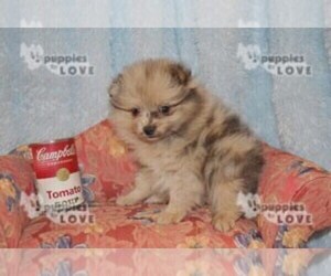 Pomeranian Puppy for sale in SANGER, TX, USA