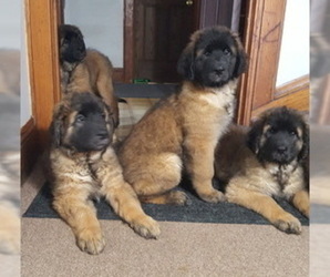 Leonberger Puppy for sale in MILWAUKEE, WI, USA