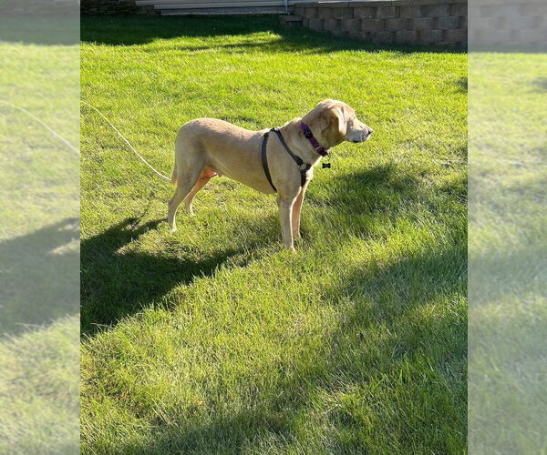 Medium Photo #2 Labrador Retriever-Unknown Mix Puppy For Sale in Andover, MN, USA