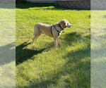 Small Photo #2 Labrador Retriever-Unknown Mix Puppy For Sale in Andover, MN, USA