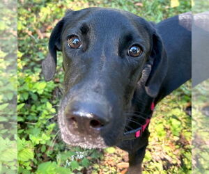 Labrador Retriever-Unknown Mix Dogs for adoption in Jefferson, WI, USA