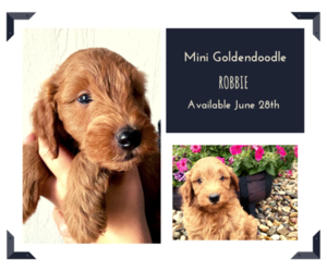Goldendoodle (Miniature) Puppy for sale in ARCOLA, IL, USA