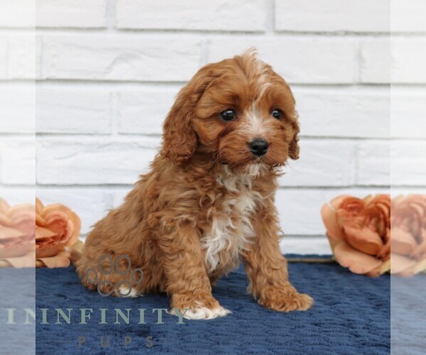 Medium Photo #3 Cavapoo (Miniature) Puppy For Sale in NARVON, PA, USA