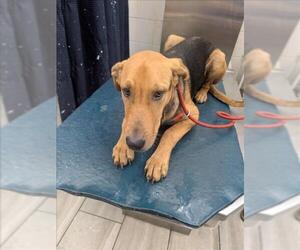 Black and Tan Coonhound-Unknown Mix Dogs for adoption in Mobile, AL, USA