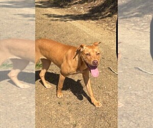 American Pit Bull Terrier Dog for Adoption in BUCHANAN, Georgia USA