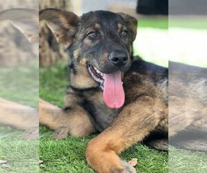 German Shepherd Dog Dogs for adoption in San Diego, CA, USA