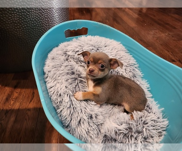 Medium Photo #8 Chihuahua Puppy For Sale in MARIETTA, GA, USA
