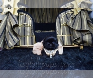 Shih Tzu Puppy for sale in HAYWARD, CA, USA