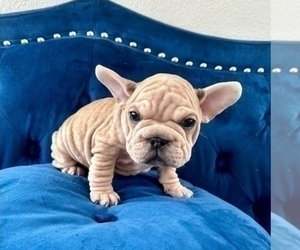 Alapaha Blue Blood Bulldog Puppy for sale in BEVERLY HILLS, CA, USA