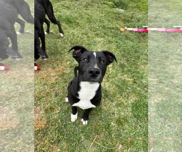 Medium Photo #7 Labrador Retriever-Unknown Mix Puppy For Sale in San Diego, CA, USA