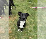 Small #6 Labrador Retriever Mix