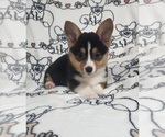Small #6 Pembroke Welsh Corgi