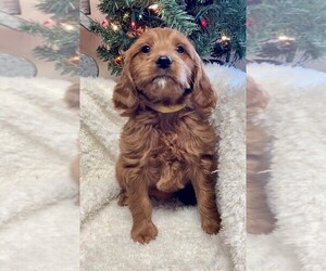 Goldendoodle (Miniature) Puppy for sale in HULL, IA, USA