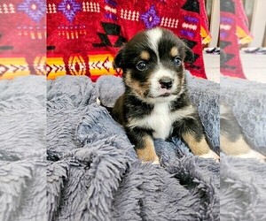 American Corgi Puppy for sale in COMMERCE CITY, CO, USA