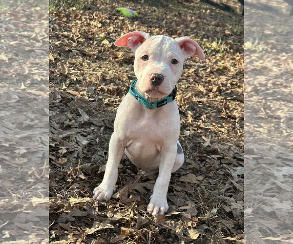 Medium Photo #2 Mutt Puppy For Sale in Spotsylvania, VA, USA