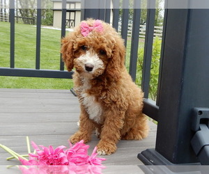 Cavapoo (Miniature) Puppy for sale in WOOSTER, OH, USA
