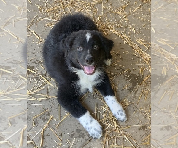 Medium Photo #2 Australian Shepherd Puppy For Sale in ASHLAND CITY, TN, USA