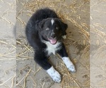 Small Photo #2 Australian Shepherd Puppy For Sale in ASHLAND CITY, TN, USA