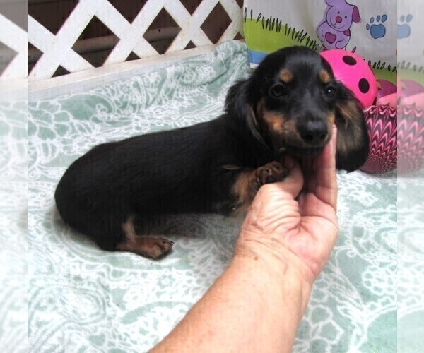 Medium Photo #2 Dachshund Puppy For Sale in RATTAN, OK, USA