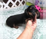 Small #1 Dachshund