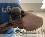 Small Mutt