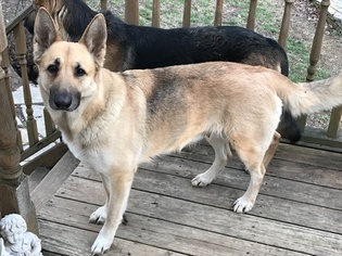 Mother of the German Shepherd Dog puppies born on 11/26/2017