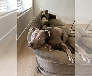 Cashew - Male Labrador Retriever-Unknown Mix Dog for Adoption - Photo #2