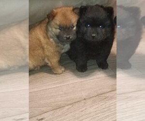 Chow Chow Puppy for sale in ZEBULON, NC, USA