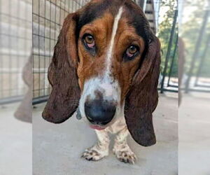 Basset Hound Dogs for adoption in Deepwater, NJ, USA