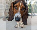 Small Basset Hound