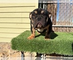 Small #19 English Bulldog
