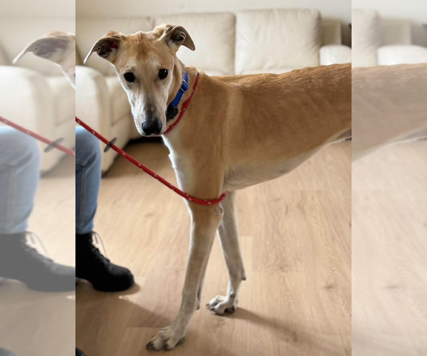 Medium Photo #3 Greyhound Puppy For Sale in Cherry Hill, NJ, USA