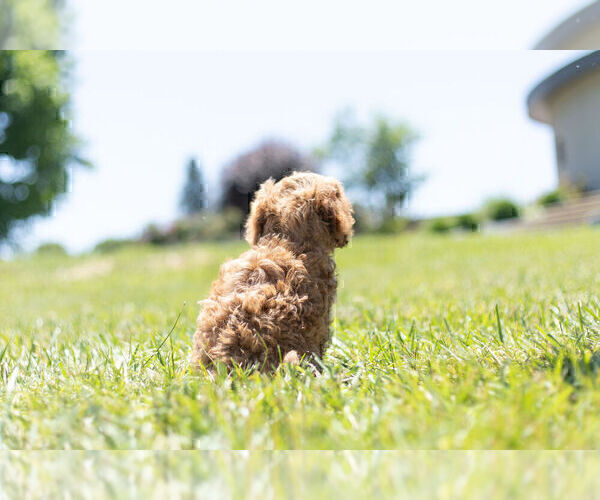 Medium Photo #11 Cavapoo Puppy For Sale in WARSAW, IN, USA