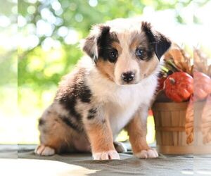 Miniature Australian Shepherd Puppy for sale in REBERSBURG, PA, USA