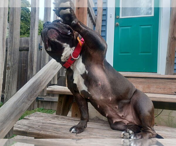 Medium Photo #3 Staffordshire Bull Terrier Puppy For Sale in Minneapolis, MN, USA