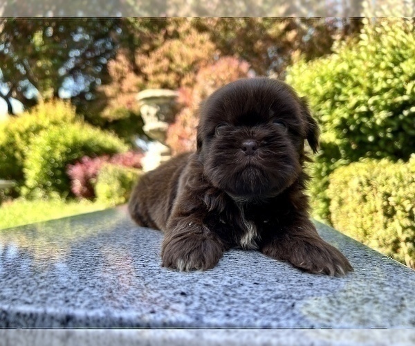 Medium Photo #17 Shih Tzu Puppy For Sale in HAYWARD, CA, USA