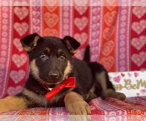 German Shepherd Dog Puppy for sale in LANCASTER, PA, USA