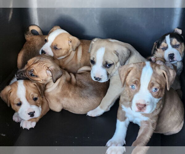 Medium Photo #7 Mutt Puppy For Sale in Forest, VA, USA