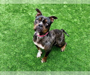 Bull-Boxer Dogs for adoption in Moreno Valley, CA, USA