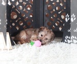 Small #2 Shorkie Tzu