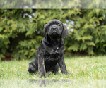 Small Photo #1 Cane Corso Puppy For Sale in MENTONE, IN, USA