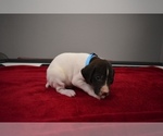 Puppy Baby Blue German Shorthaired Pointer