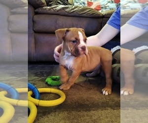 Olde English Bulldogge Puppy for sale in CONFLUENCE, PA, USA