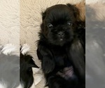 Small #2 Shih Tzu