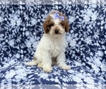 Small #6 Poodle (Miniature)