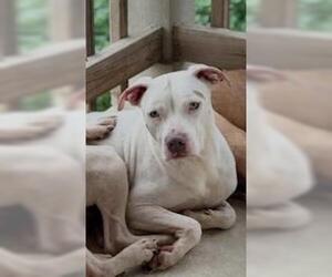 American Staffordshire Terrier Dogs for adoption in San Antonio, TX, USA